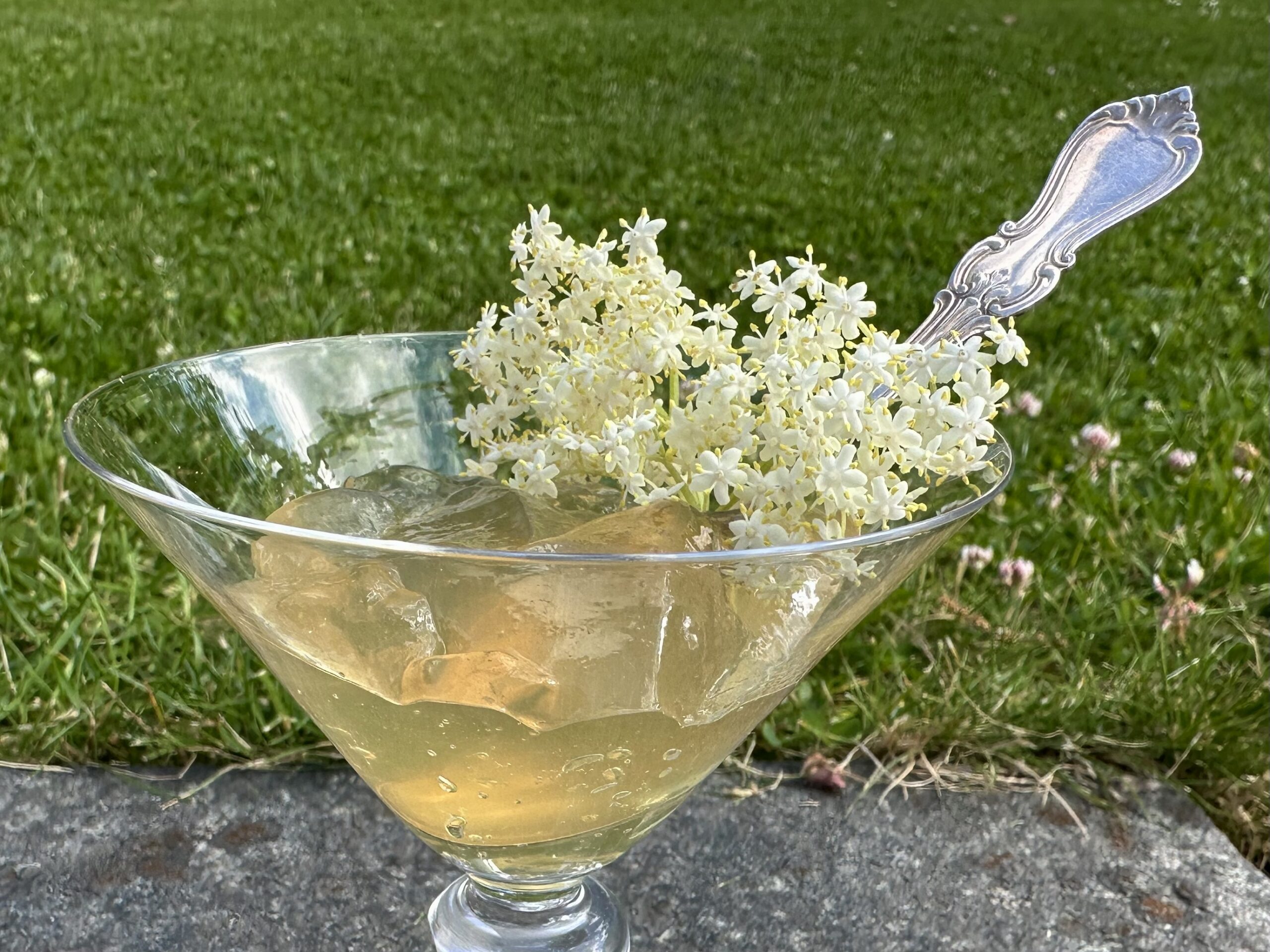 Fläderblomsgelé